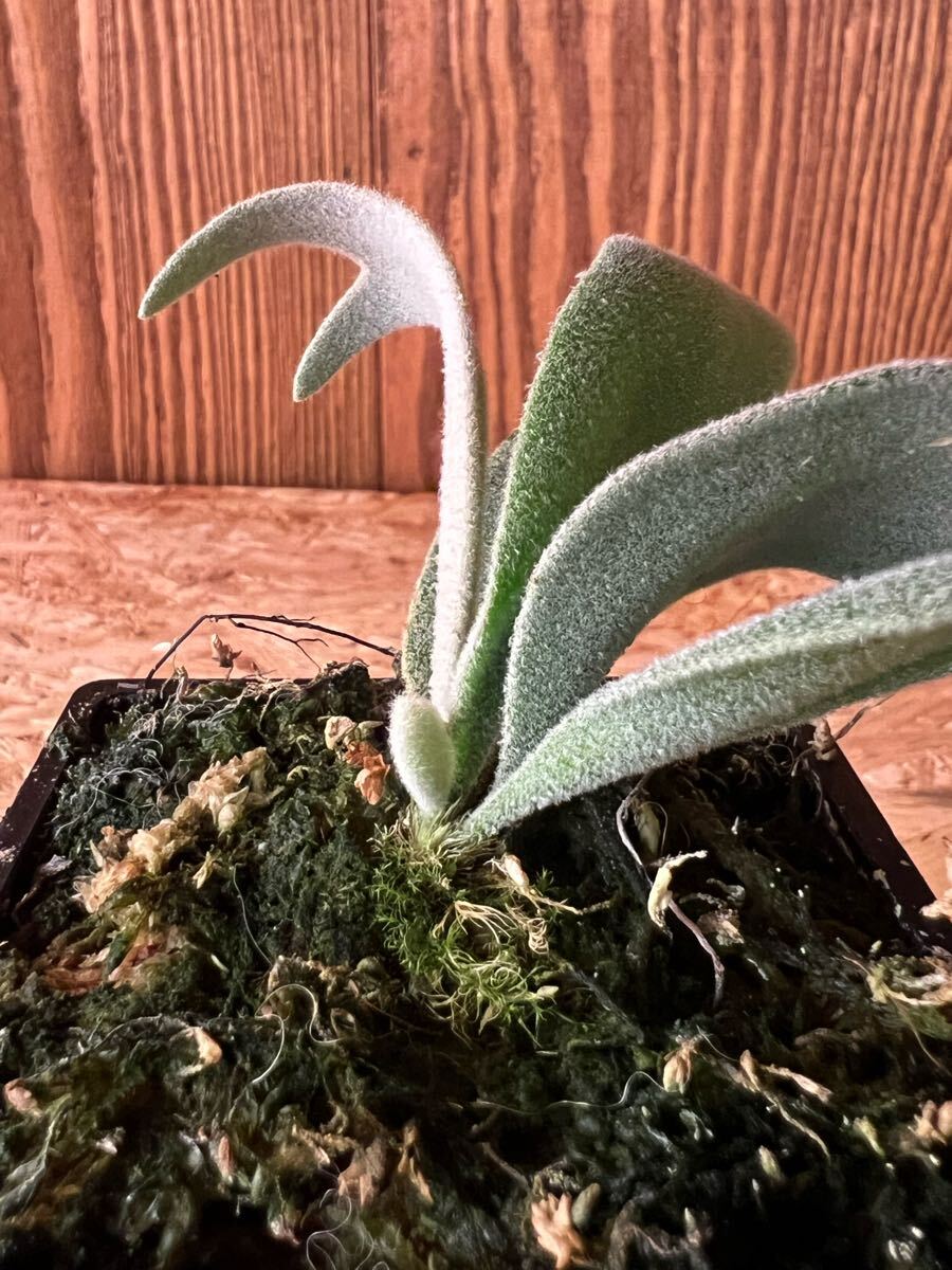 P. willinckii TFN #1 OC pup ビカクシダ ウィリンキー 子株 P. willinckii TFN #1 OC pup ビカクシダ ウィリンキー 子株