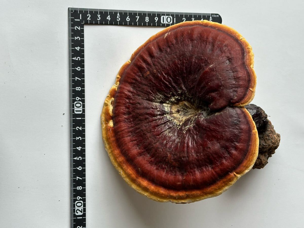 霊芝 マンネンタケ サルノコシカケ科 天然(科学、自然)|売買 霊芝 マンネンタケ サルノコシカケ科 天然(科学、自然)|売買