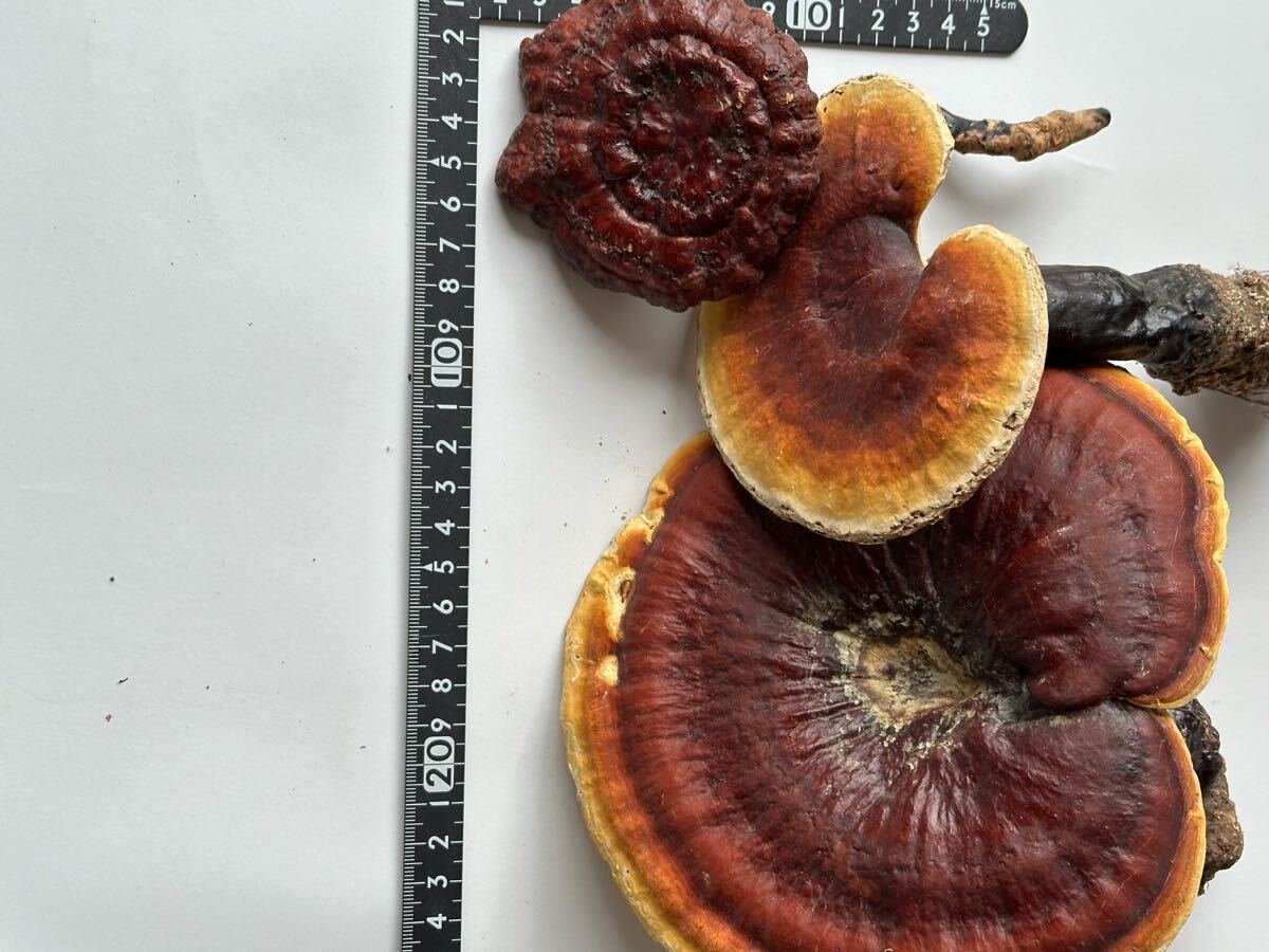 Amazon.co.jp: ○霊芝 さるのこしかけ まんねんたけ 120g 滋養