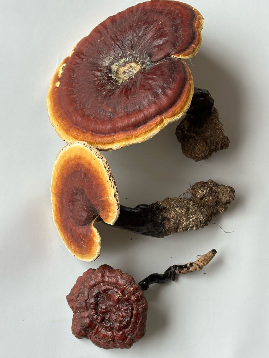 霊芝 マンネンタケ サルノコシカケ科 天然(科学、自然)|売買 霊芝 マンネンタケ サルノコシカケ科 天然(科学、自然)|売買