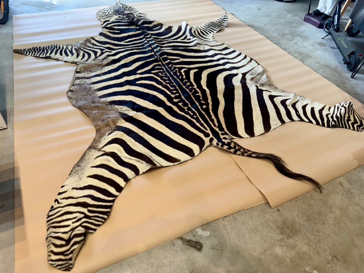 ☆本物! 大型! シマウマ ゼブラ 敷物 295×214cm 頭付き 剥製 革 ☆本物! 大型! シマウマ ゼブラ 敷物 295×214cm 頭付き 剥製 革