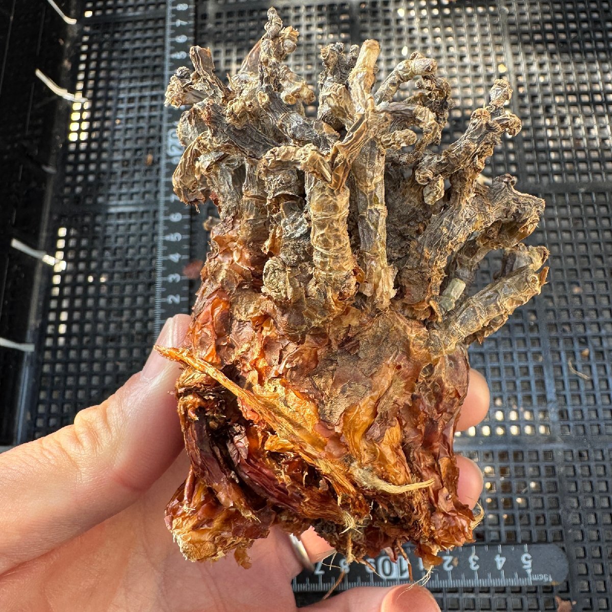 ケラリア ピグマエア ⑤ 塊根植物 コーデックス ベアルート