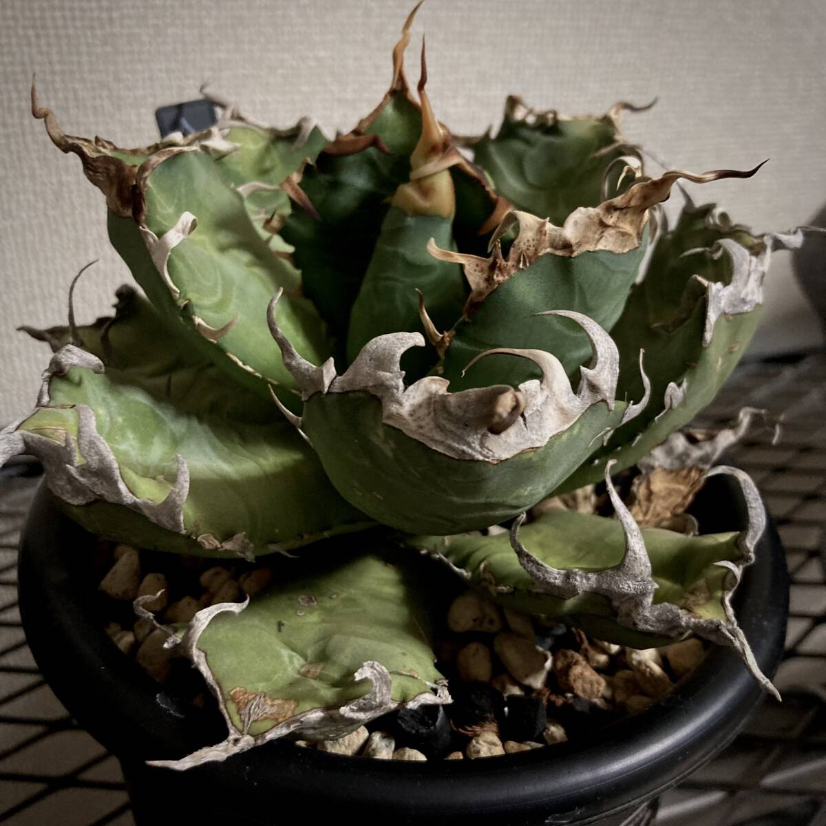 Coyote plants購入 分厚いトップバンド Agave Oteroi Oaxaca Coyote plants購入 分厚いトップバンド Agave Oteroi Oaxaca