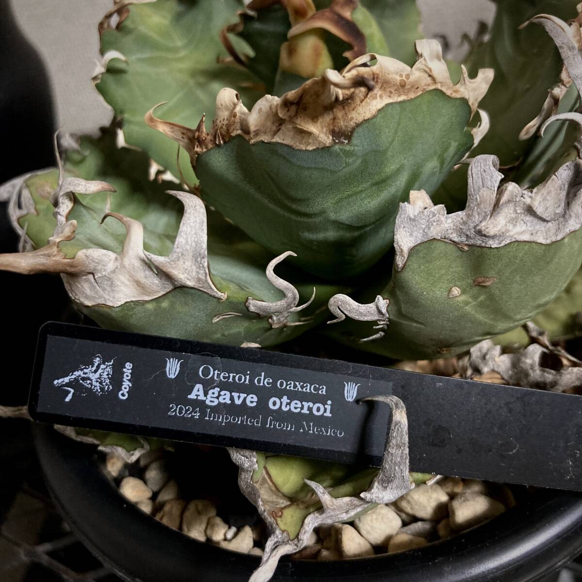 熱販売 アガベ オアハカ COYOTE PLANTS 現地球 コヨーテプランツ 熱販売 アガベ オアハカ COYOTE PLANTS 現地球 コヨーテプランツ