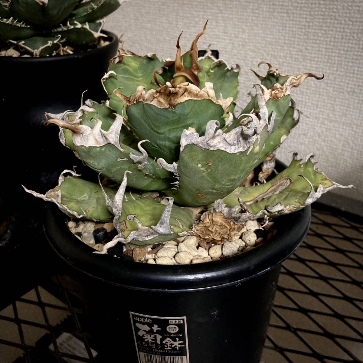 Coyote plants購入 分厚いトップバンド Agave Oteroi Oaxaca