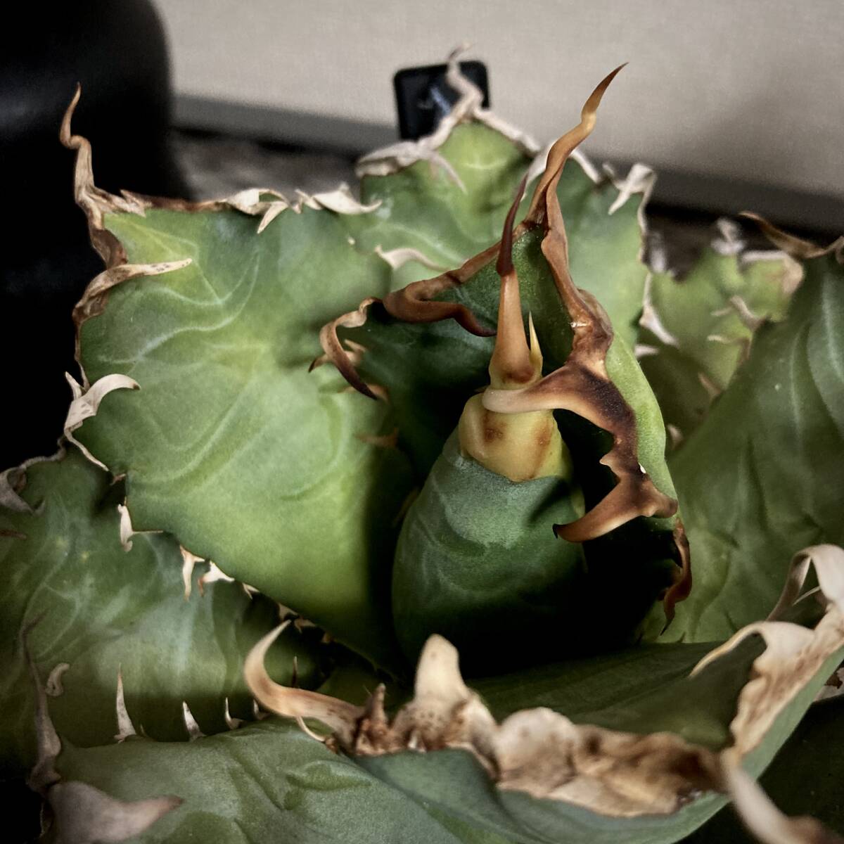 Coyote plants購入 分厚いトップバンド Agave Oteroi Oaxaca Coyote plants購入 分厚いトップバンド Agave Oteroi Oaxaca