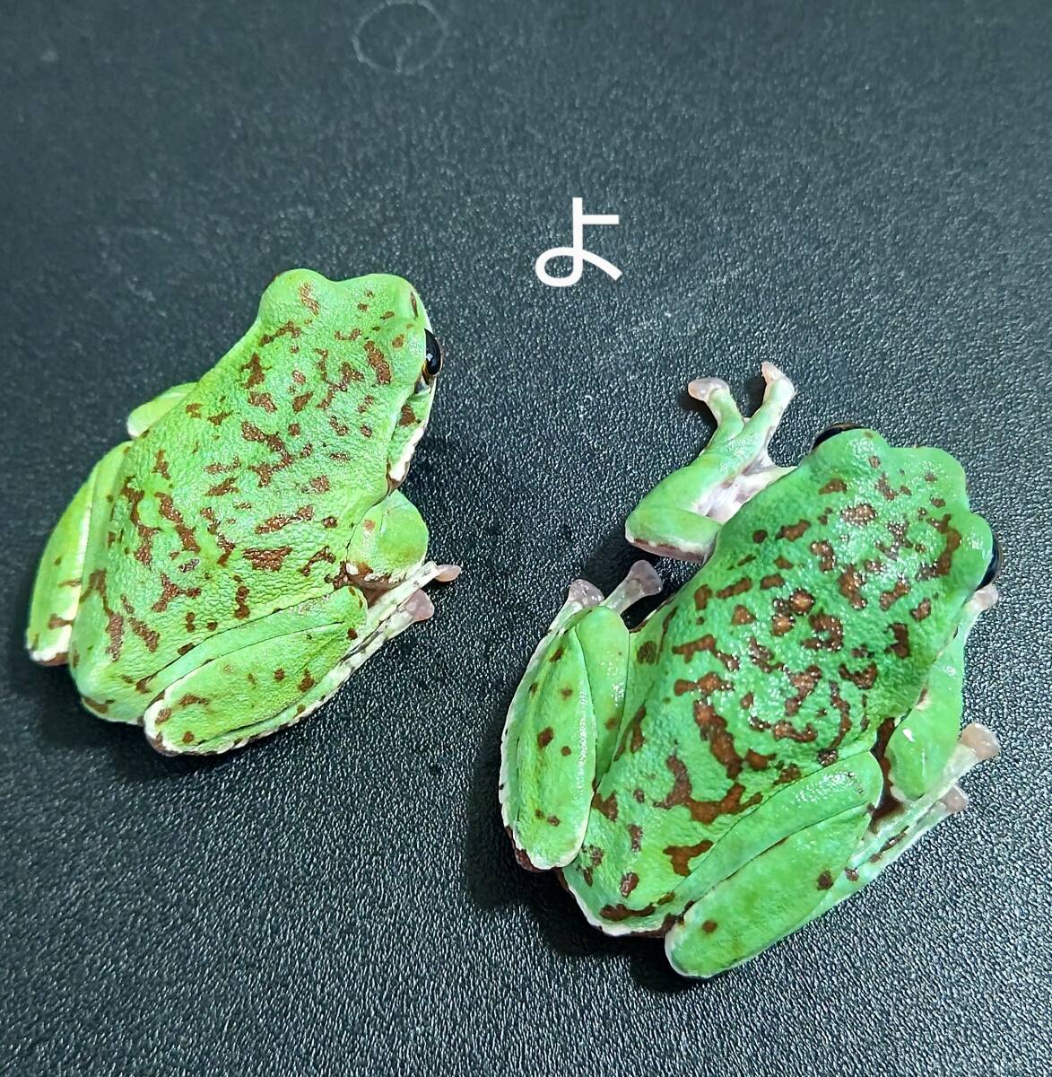 モリアオガエル【よ】5㎝×2匹2024年上陸CB両親は静岡県