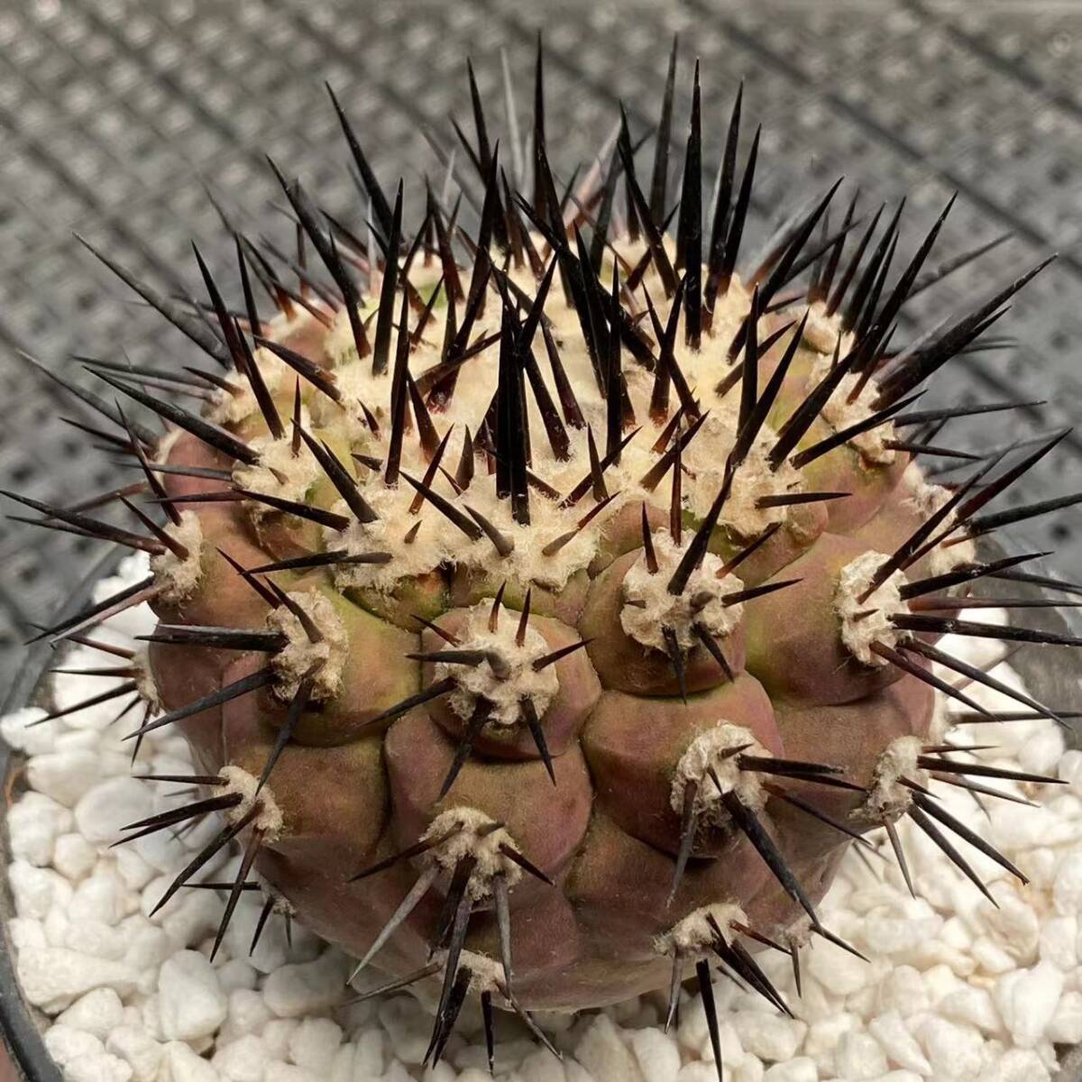 92V 多肉植物 ンコピアポア 黒王丸 エリオシケ 強棘 Copiapoa