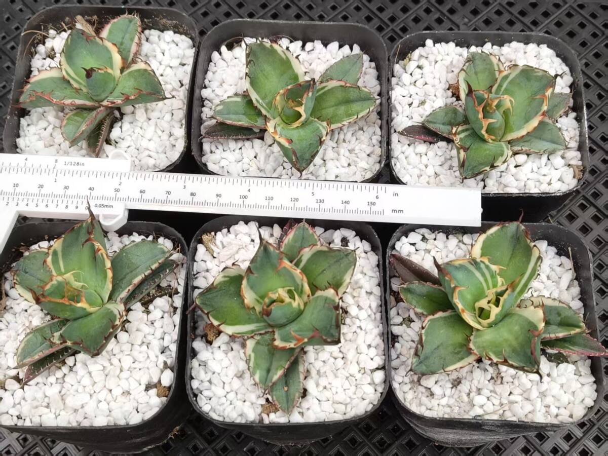34V 多肉植物アガベ チタノタブラックアンドブルー BB錦 白覆輪