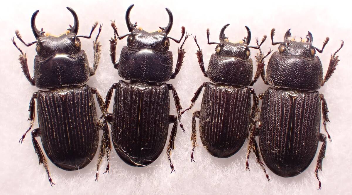 ○○ネブトクワガタ3♂♂1♀岡崎市タマムシ玉虫カミキリ標本 ○○ネブトクワガタ3♂♂1♀岡崎市タマムシ玉虫カミキリ標本