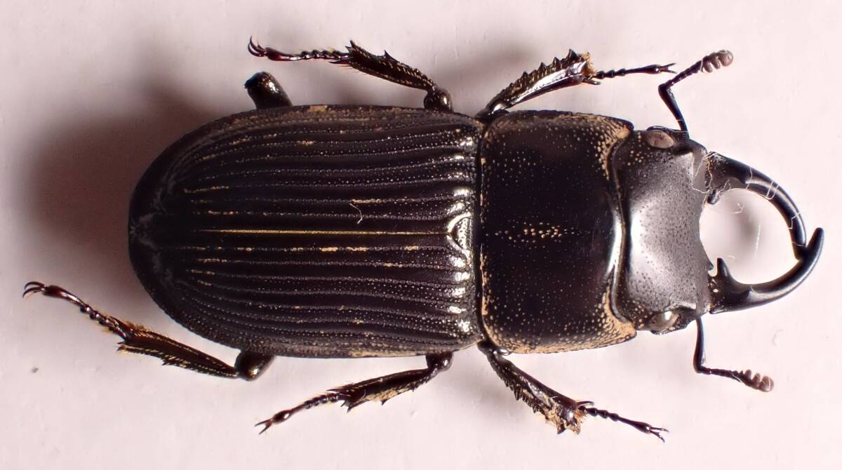 ○○ネブトクワガタ♂大阪府タマムシ玉虫カミキリ標本クワガタ ○○ネブトクワガタ♂大阪府タマムシ玉虫カミキリ標本クワガタ
