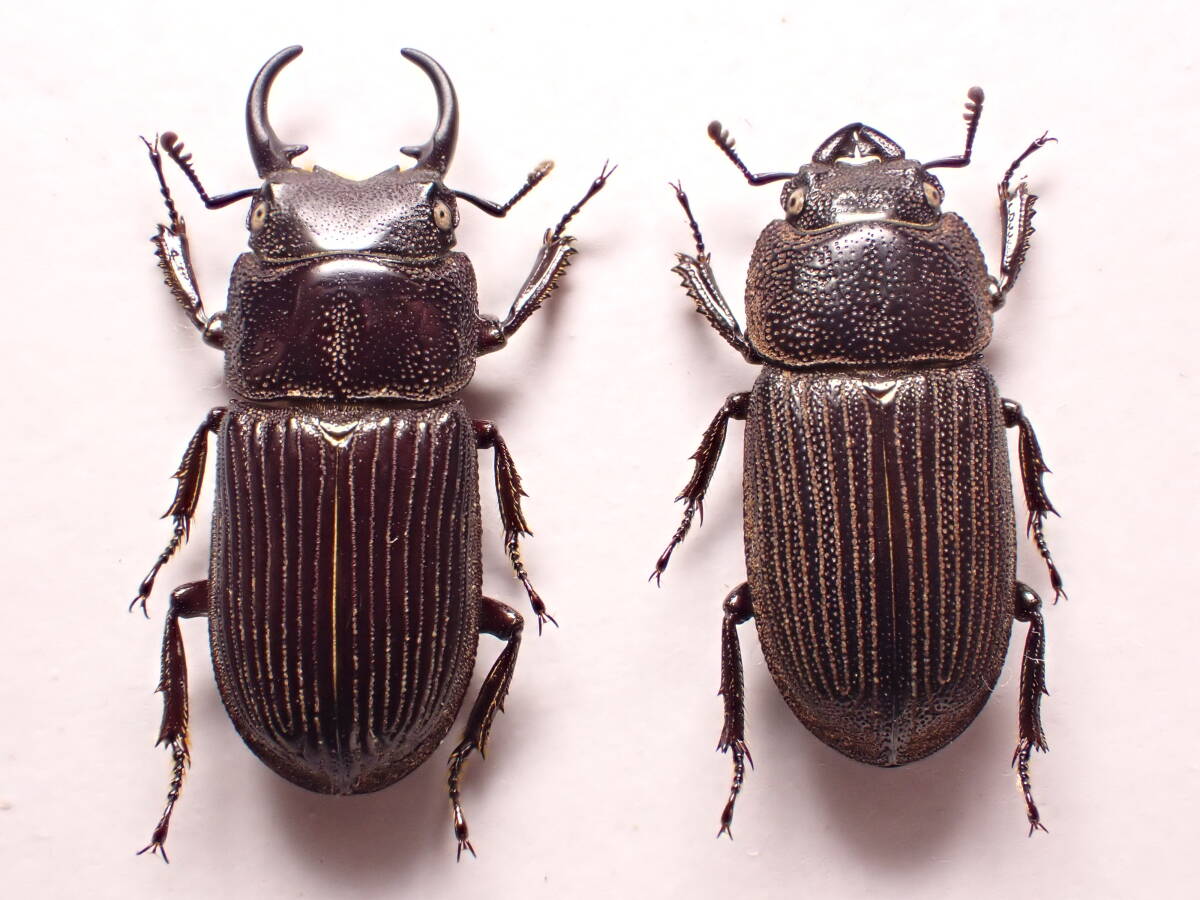○○ネブトクワガタpair屋久島タマムシ玉虫カミキリ標本クワガタ ○○ネブトクワガタpair屋久島タマムシ玉虫カミキリ標本クワガタ