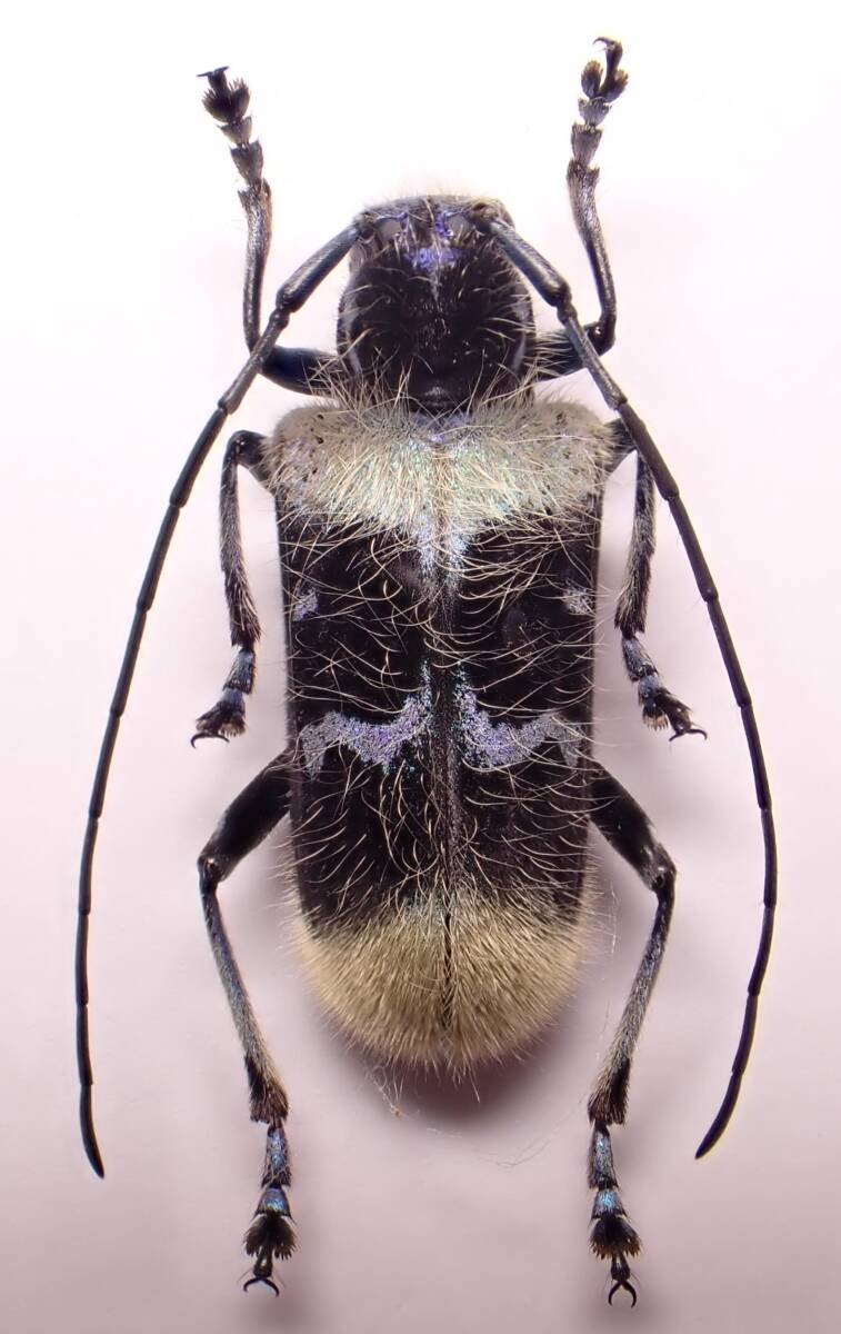 ○○パラグレネアsp.♀415ベトナム タマムシ玉虫カミキリ標本 ○○パラグレネアsp.♀415ベトナム タマムシ玉虫カミキリ標本