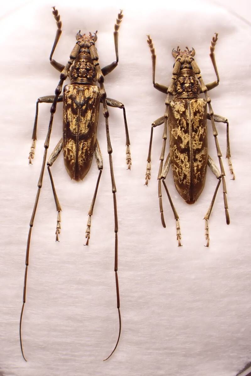 ○○ヨナグニキマダラミヤマカミキリpair与那国島タマムシ玉虫