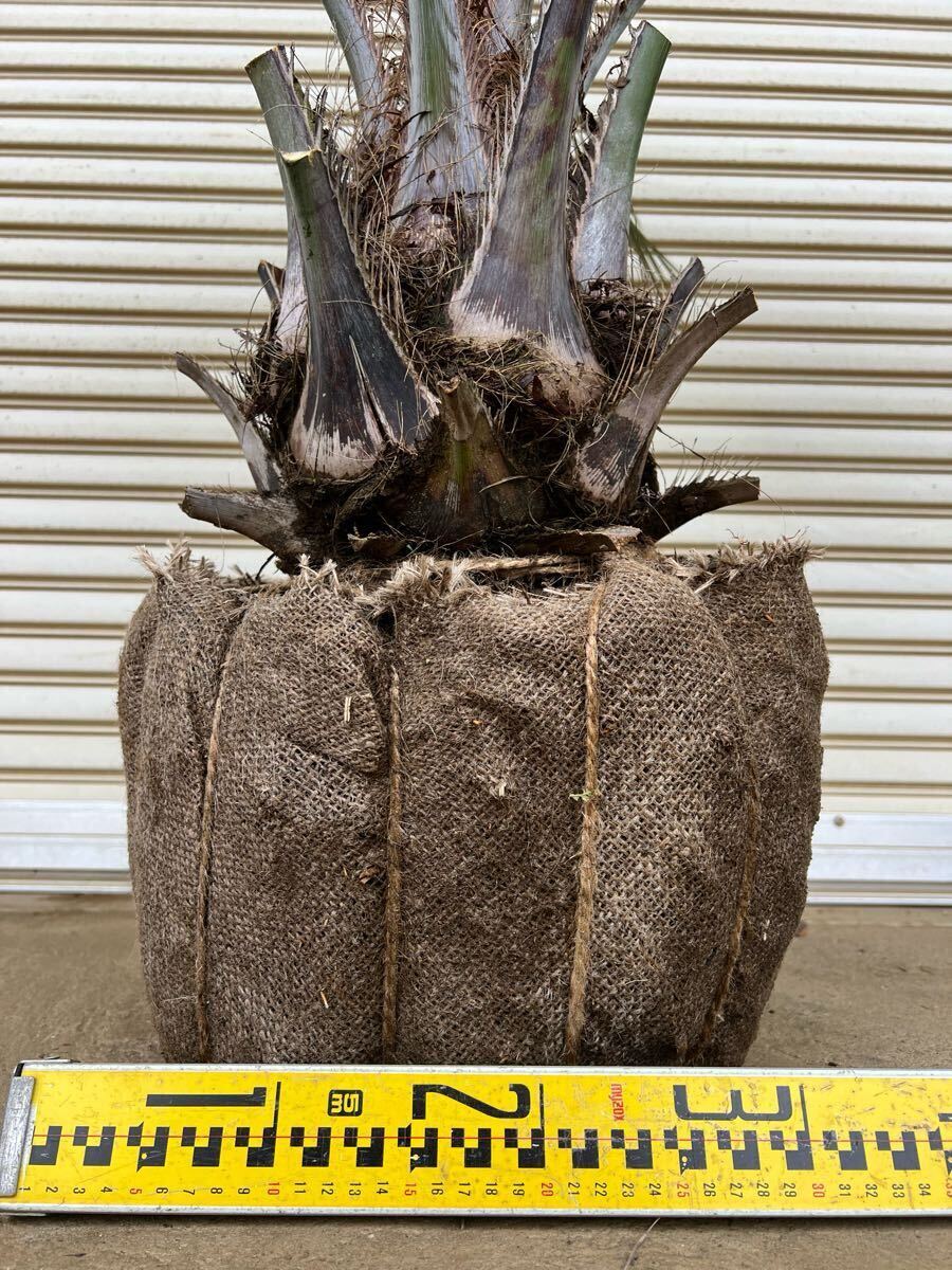 激安本物 送料込み ココスヤシ シルバーリーフ 幹極太 形状良 激安本物 送料込み ココスヤシ シルバーリーフ 幹極太 形状良