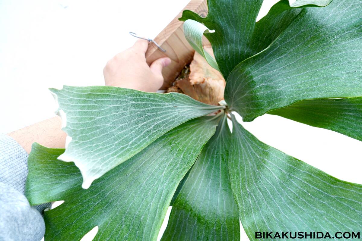 P. hillii 'Raijin' 【株分け株】□ビカクシダと僕□BIKAKUSHIDA P. hillii 'Raijin' 【株分け株】□ビカクシダと僕□BIKAKUSHIDA