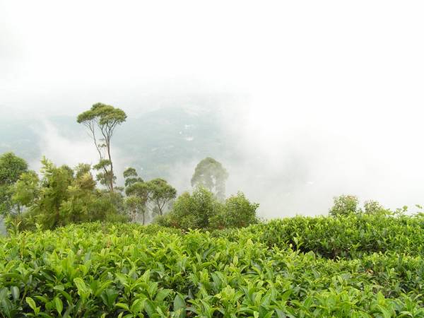 この紅茶の収穫されている農(nóng)園です