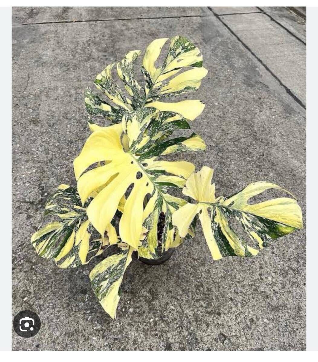KN 1円!モンステラ デリシオサ'クリームブリュレ'(MONSTERA KN 1円!モンステラ デリシオサ'クリームブリュレ'(MONSTERA