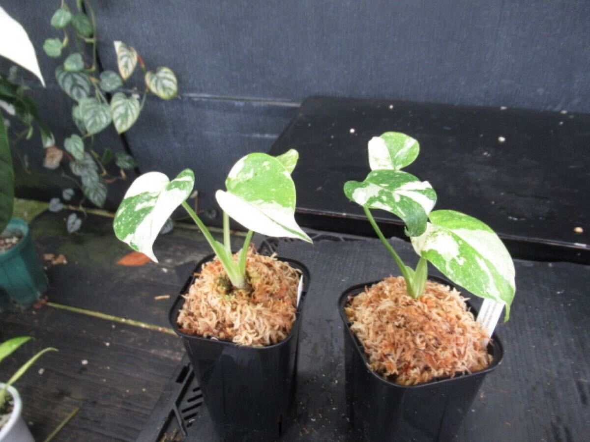 KN 1円!モンステラ デリシオサ'クリームブリュレ'(MONSTERA KN 1円!モンステラ デリシオサ'クリームブリュレ'(MONSTERA