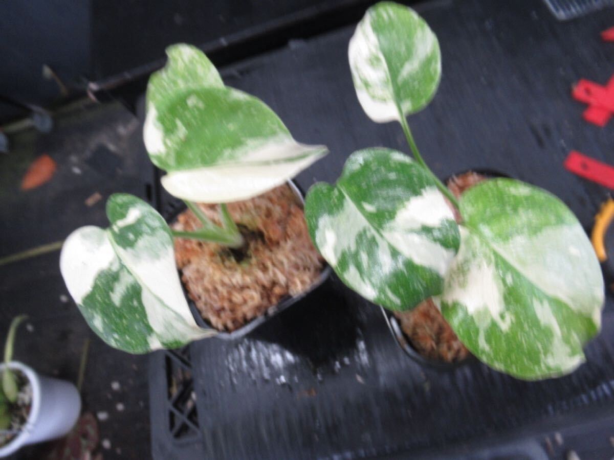 KN 1円!モンステラ デリシオサ'クリームブリュレ'(MONSTERA KN 1円!モンステラ デリシオサ'クリームブリュレ'(MONSTERA