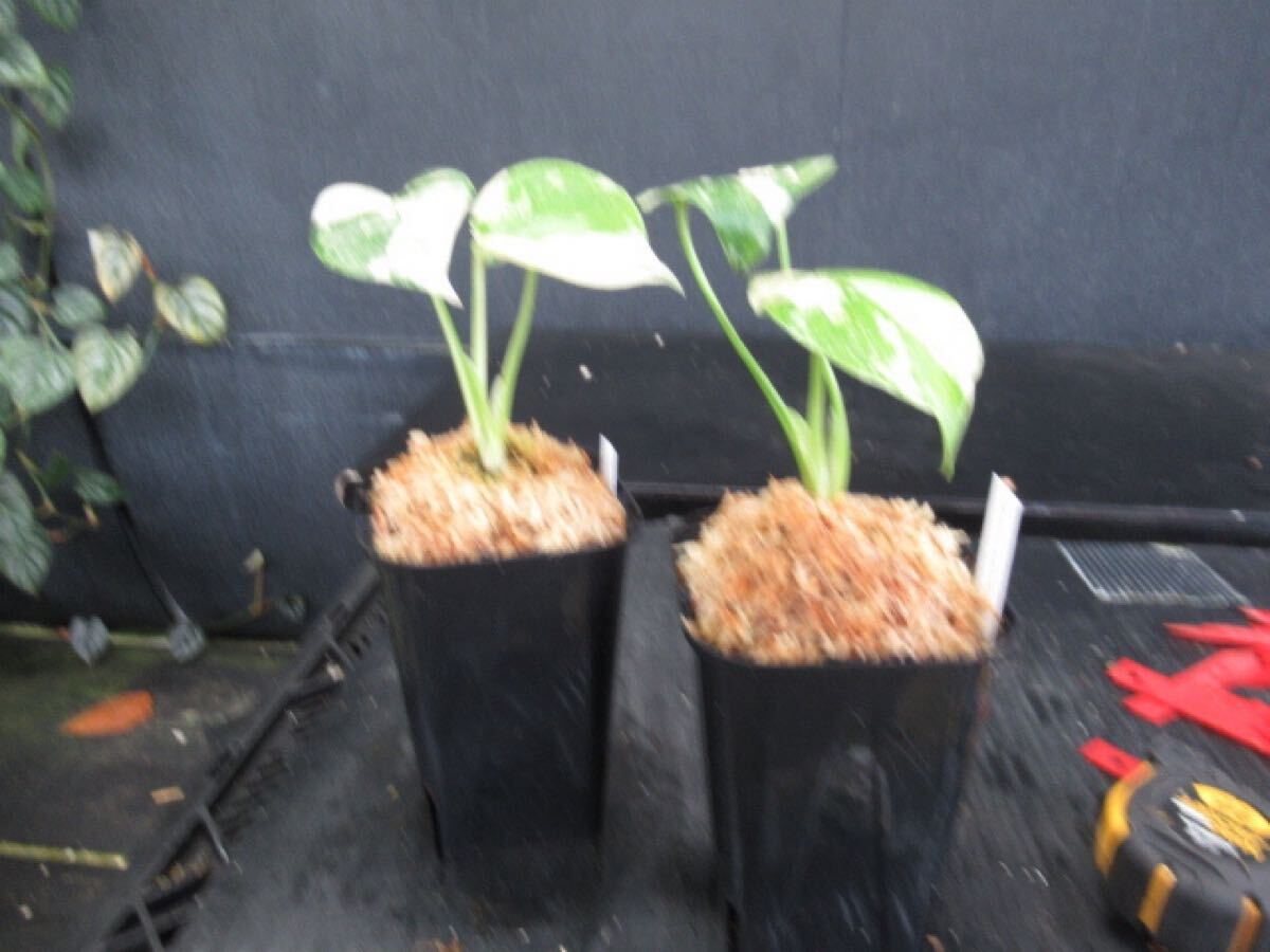 KN 1円!モンステラ デリシオサ'クリームブリュレ'(MONSTERA KN 1円!モンステラ デリシオサ'クリームブリュレ'(MONSTERA