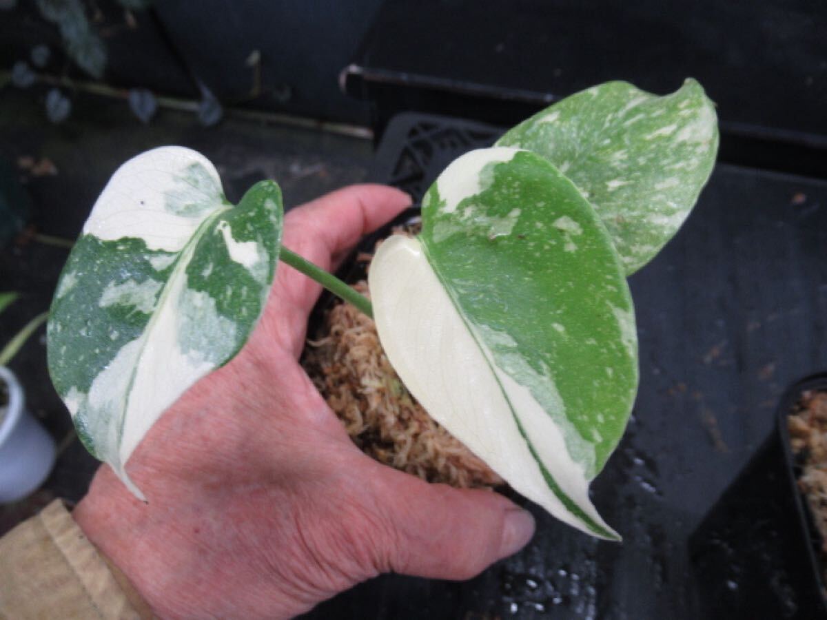 KN 1円!モンステラ デリシオサ'クリームブリュレ'(MONSTERA KN 1円!モンステラ デリシオサ'クリームブリュレ'(MONSTERA