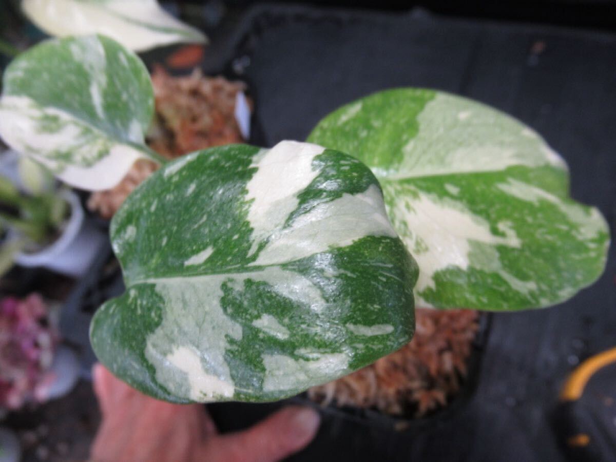 KN 1円!モンステラ デリシオサ'クリームブリュレ'(MONSTERA KN 1円!モンステラ デリシオサ'クリームブリュレ'(MONSTERA