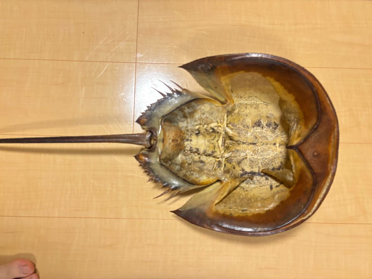 カブトガニ 巨大！ 甲殻類 剥製標本 化石