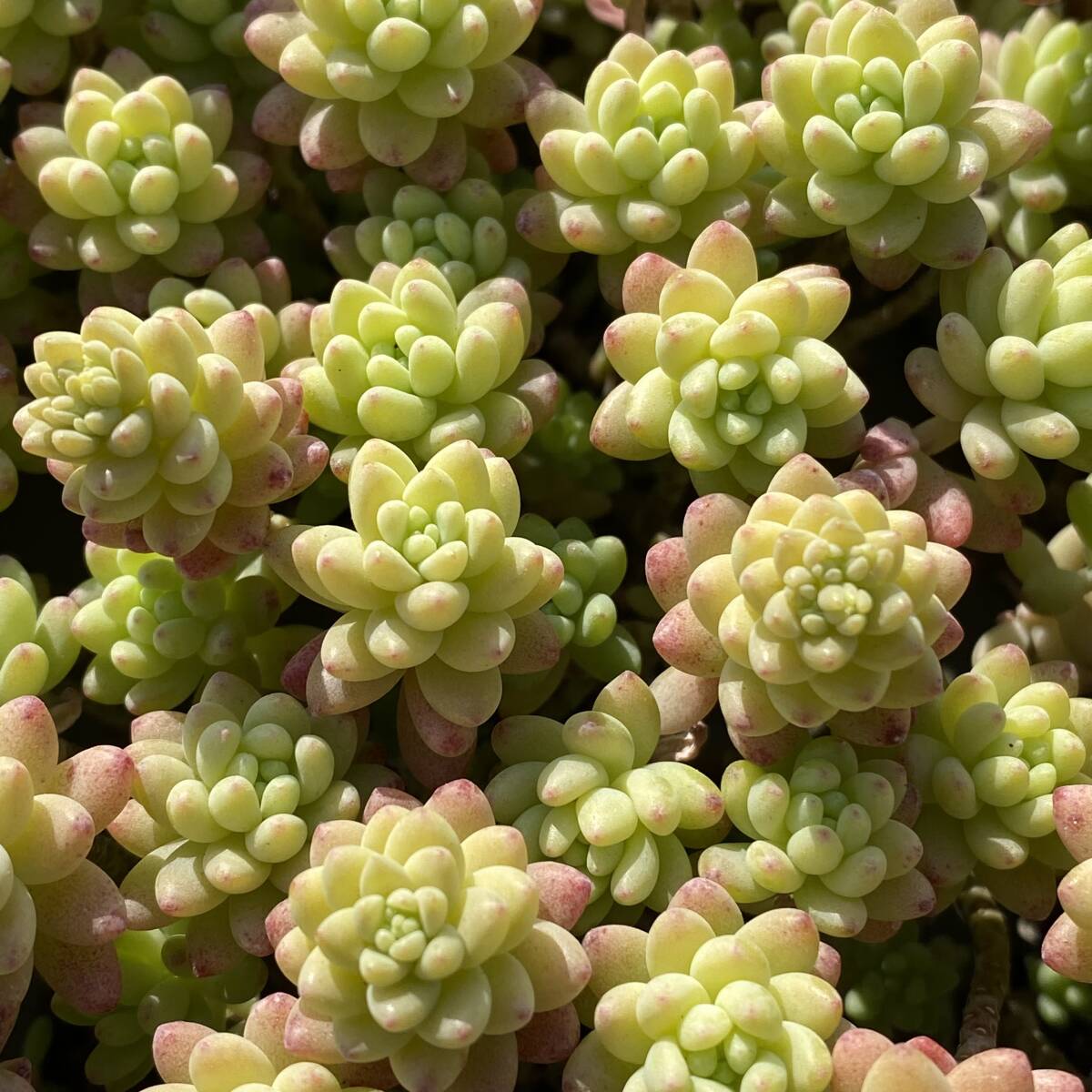 24株 Y546-2 多肉植物 エケベリア 花丸錦 観葉植物 花 園芸 レア