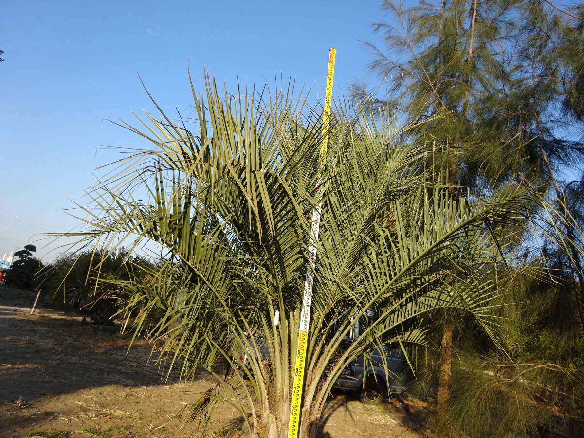 item_image_4