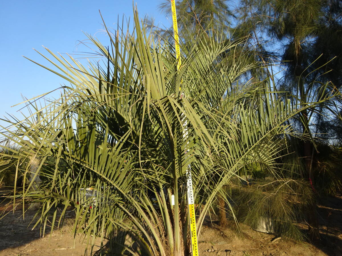 item_image_8