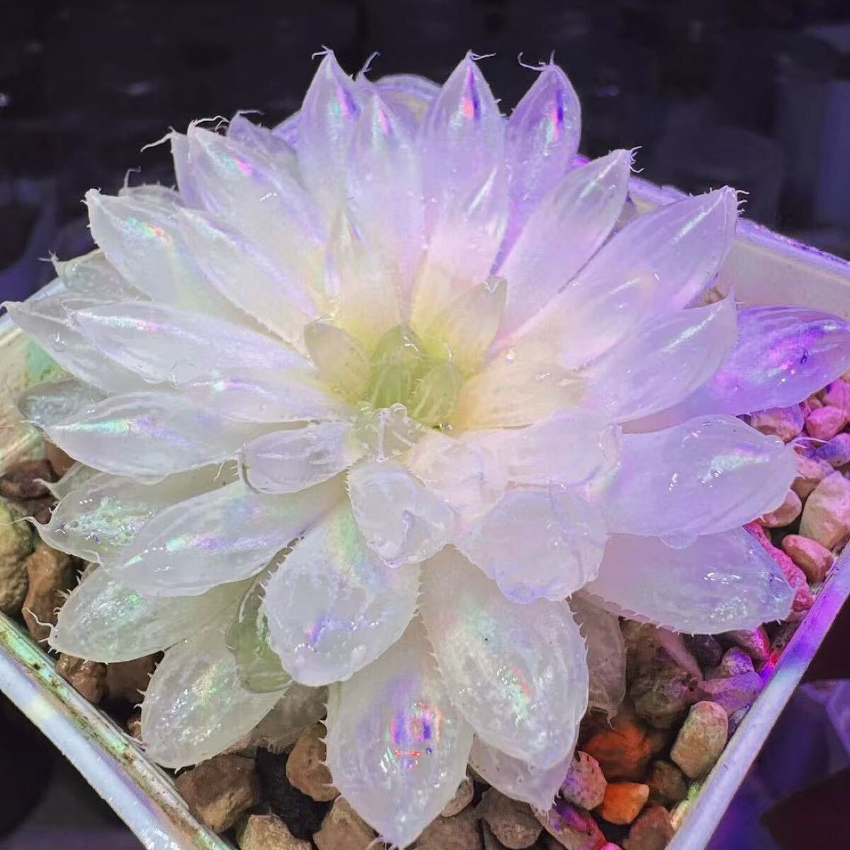 多肉植物 ハオルチア 白桜オブツーサ錦 自家繁殖 新品種 多肉植物 ハオルチア 白桜オブツーサ錦 自家繁殖 新品種