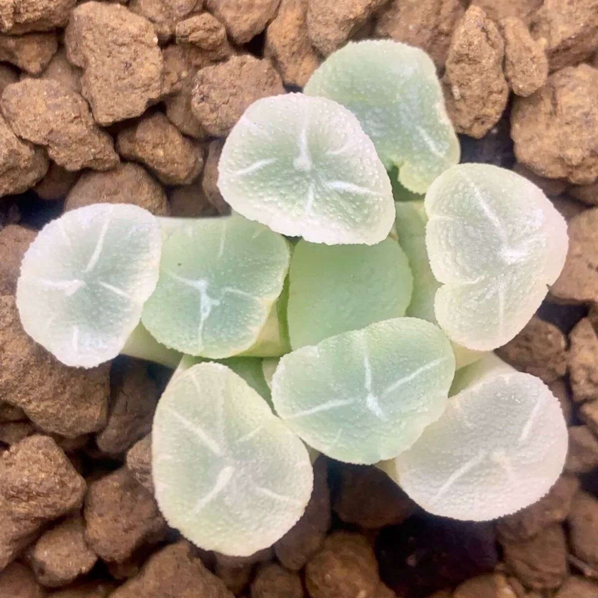 多肉植物 ハオルチア 万象 白月錦 糊斑 自家繁殖 新品種 多肉植物 ハオルチア 万象 白月錦 糊斑 自家繁殖 新品種