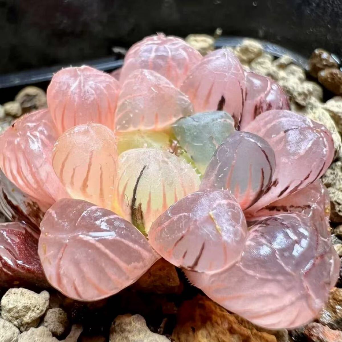 多肉植物 ハオルチア オブツーサ錦 OM-IKURA 鮮明錦 (サボテン 多肉植物 ハオルチア オブツーサ錦 OM-IKURA 鮮明錦 (サボテン