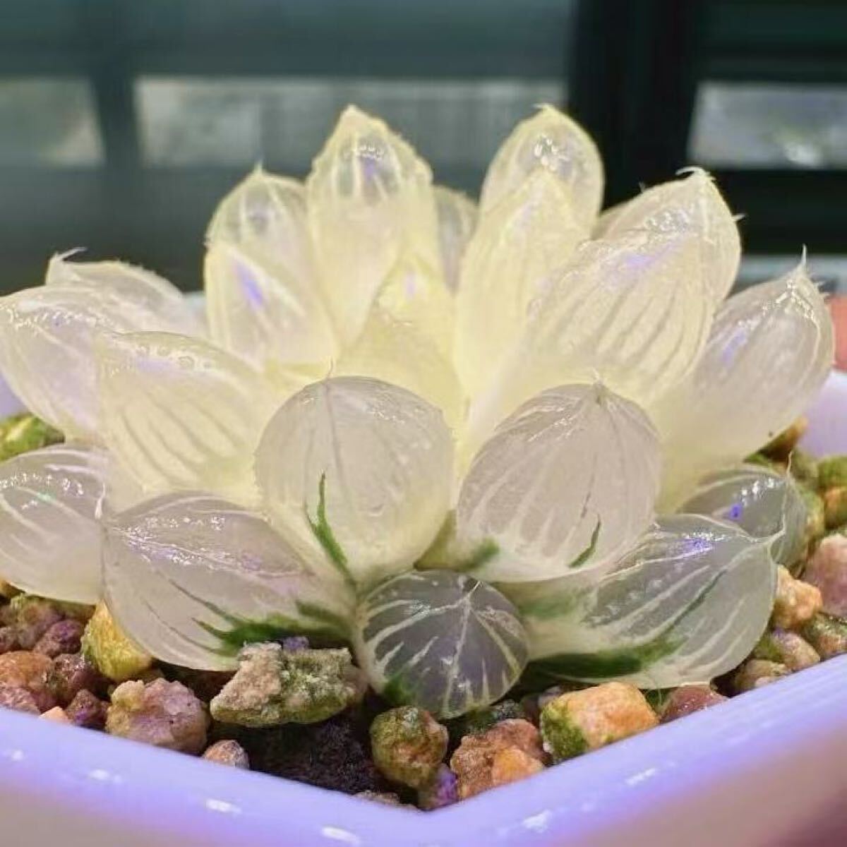 多肉植物 ハオルチア 水晶燈オブツーサ錦 水晶オブツーサ錦 多肉植物 ハオルチア 水晶燈オブツーサ錦 水晶オブツーサ錦