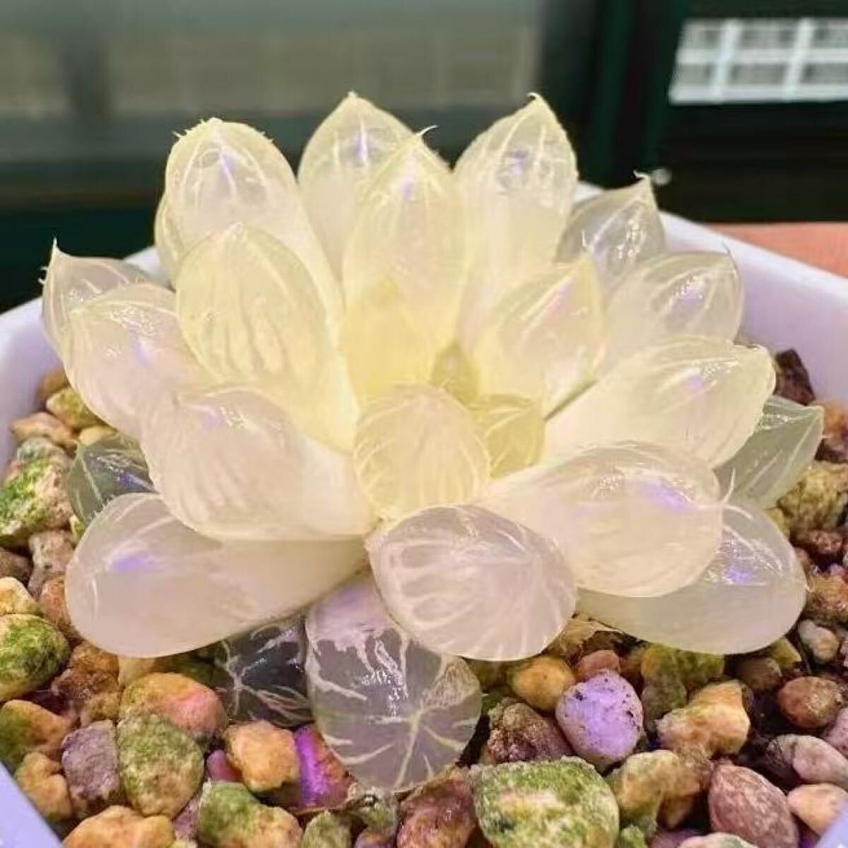 多肉植物 ハオルチア 水晶燈オブツーサ錦 水晶オブツーサ錦 多肉植物 ハオルチア 水晶燈オブツーサ錦 水晶オブツーサ錦