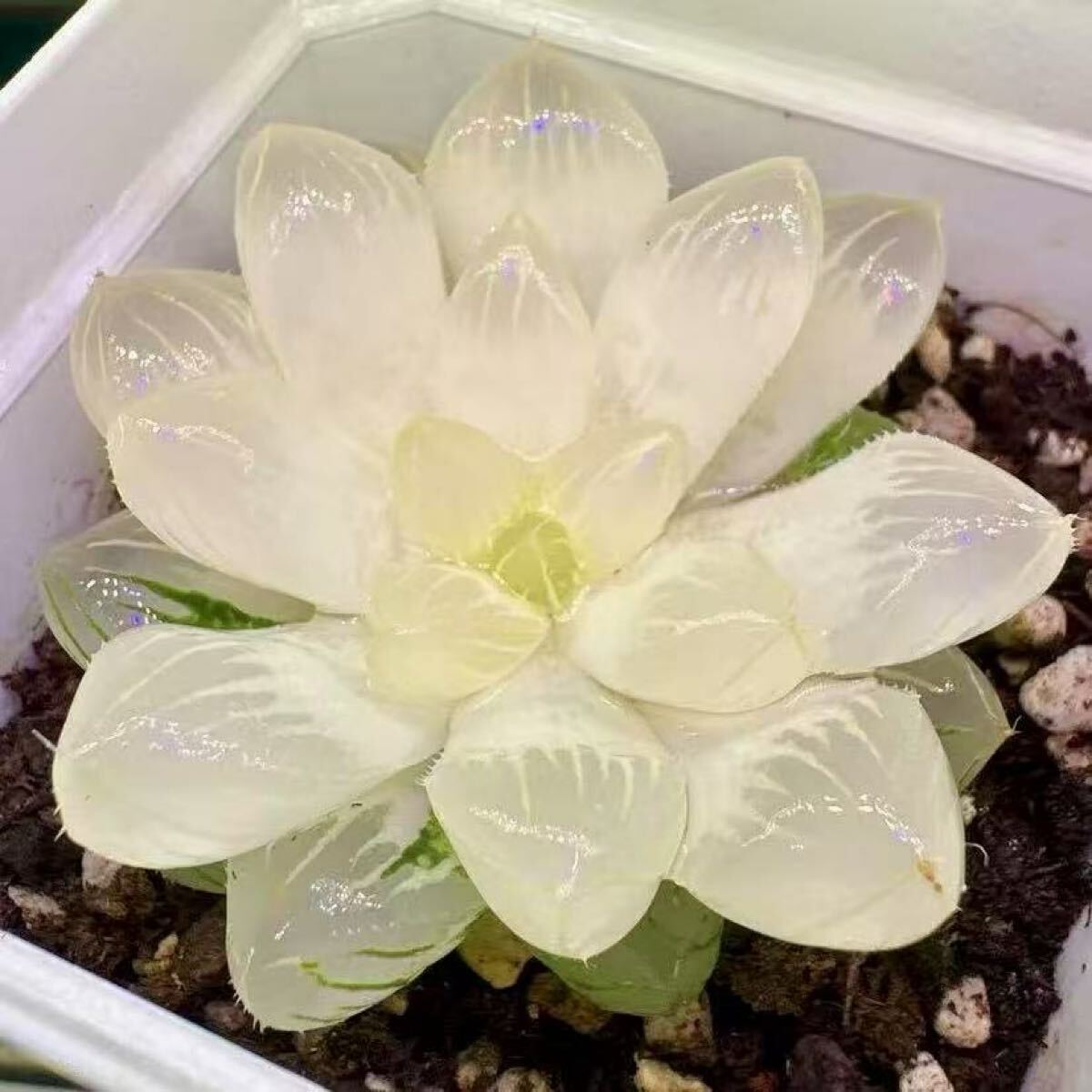 多肉植物 ハオルチア 白舞姫オブツーサ錦 透明窓 いくら錦 糊斑 多肉植物 ハオルチア 白舞姫オブツーサ錦 透明窓 いくら錦 糊斑