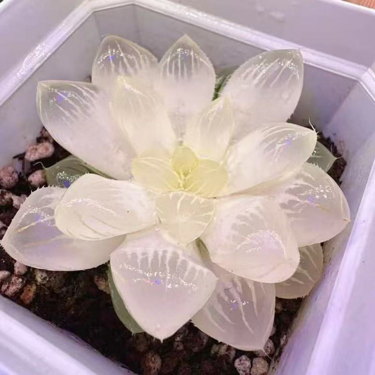 多肉植物 ハオルチア 白舞姫オブツーサ錦 透明窓 いくら錦 糊斑 多肉植物 ハオルチア 白舞姫オブツーサ錦 透明窓 いくら錦 糊斑