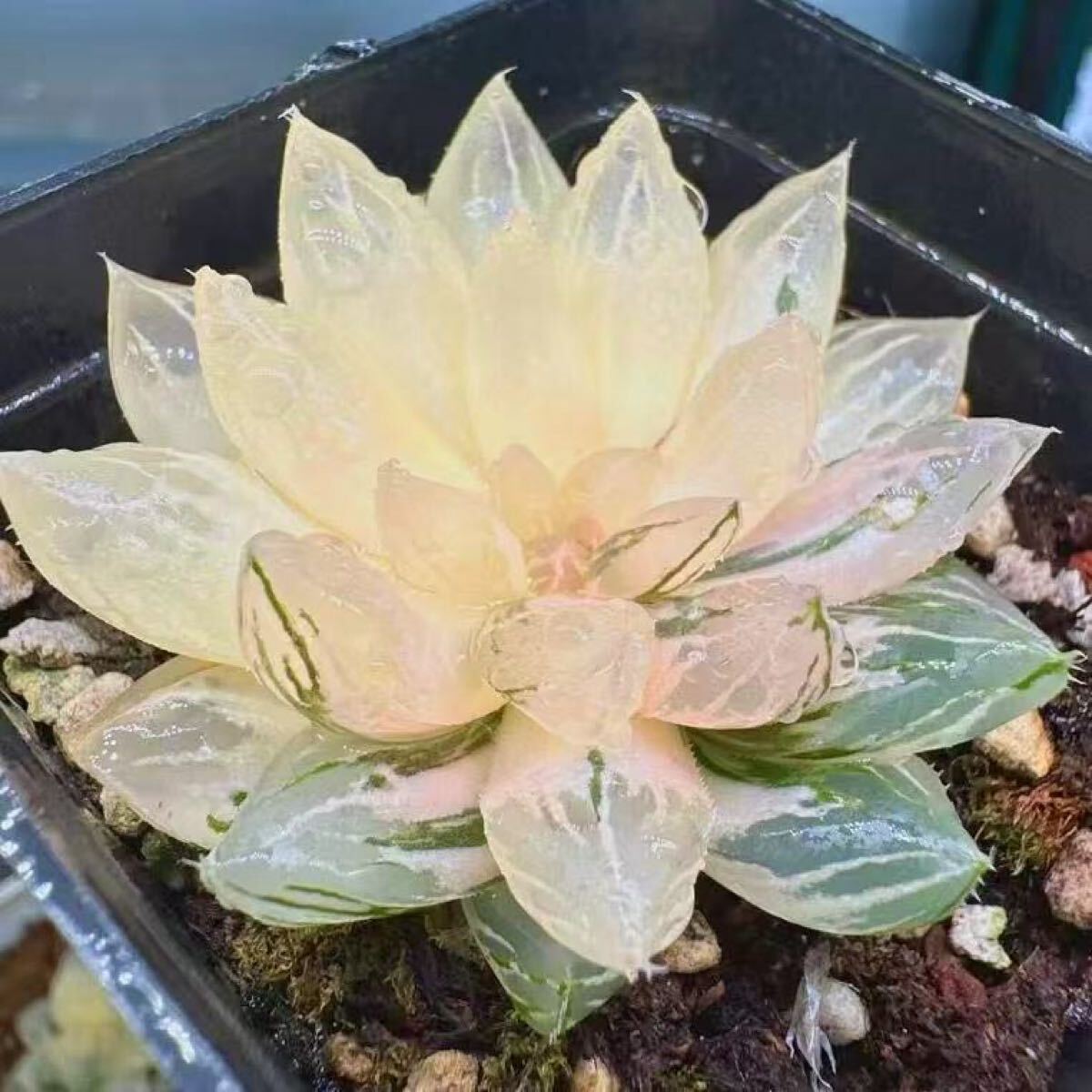 多肉植物 ハオルチア 日の出オブツーサ錦 自家繁殖 糊斑 希少種 多肉植物 ハオルチア 日の出オブツーサ錦 自家繁殖 糊斑 希少種