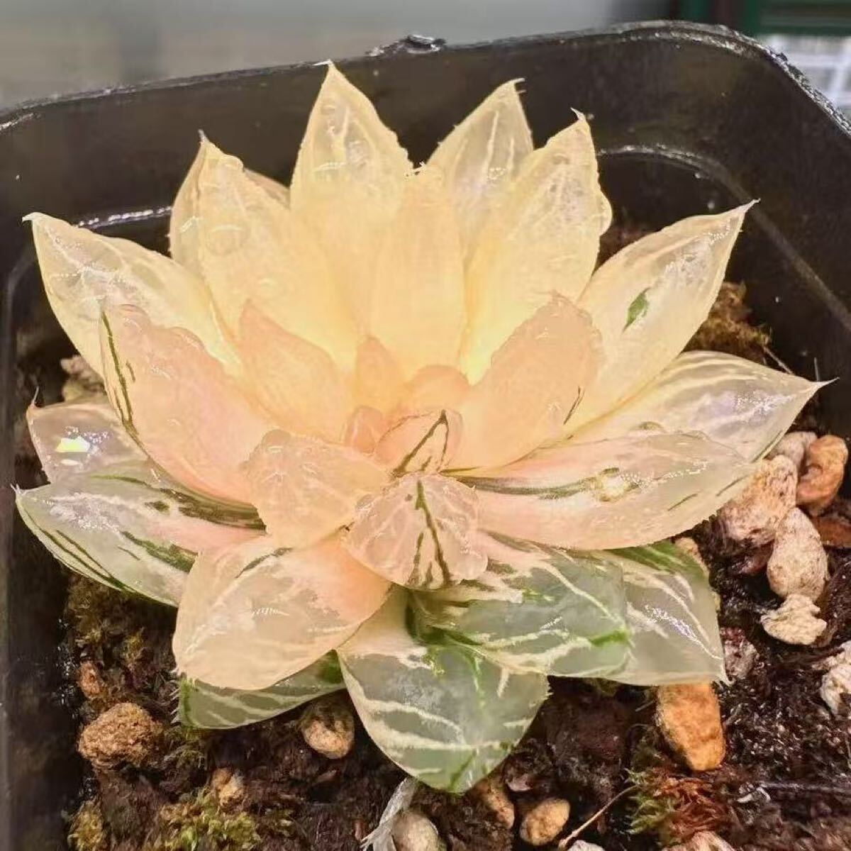 多肉植物 ハオルチア 日の出オブツーサ錦 自家繁殖 糊斑 希少種 多肉植物 ハオルチア 日の出オブツーサ錦 自家繁殖 糊斑 希少種