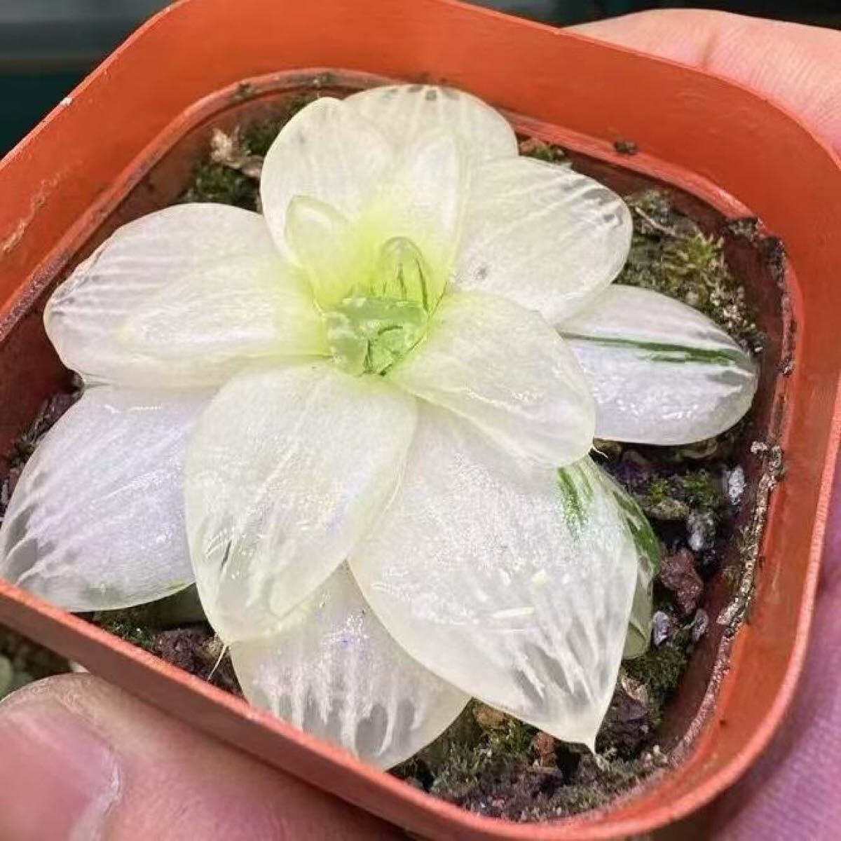 多肉植物 ハオルチア 花火オブツーサ錦 変異系 大窓 糊斑 自家 多肉植物 ハオルチア 花火オブツーサ錦 変異系 大窓 糊斑 自家