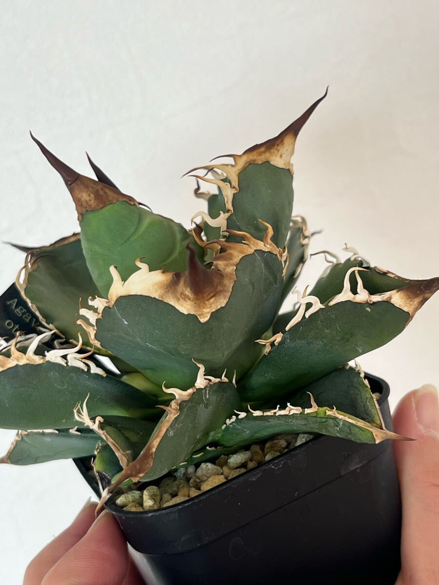 高評価なギフト 1room plants】アガベ オテロイ実生 選抜 連棘 発根活着済み アガベ