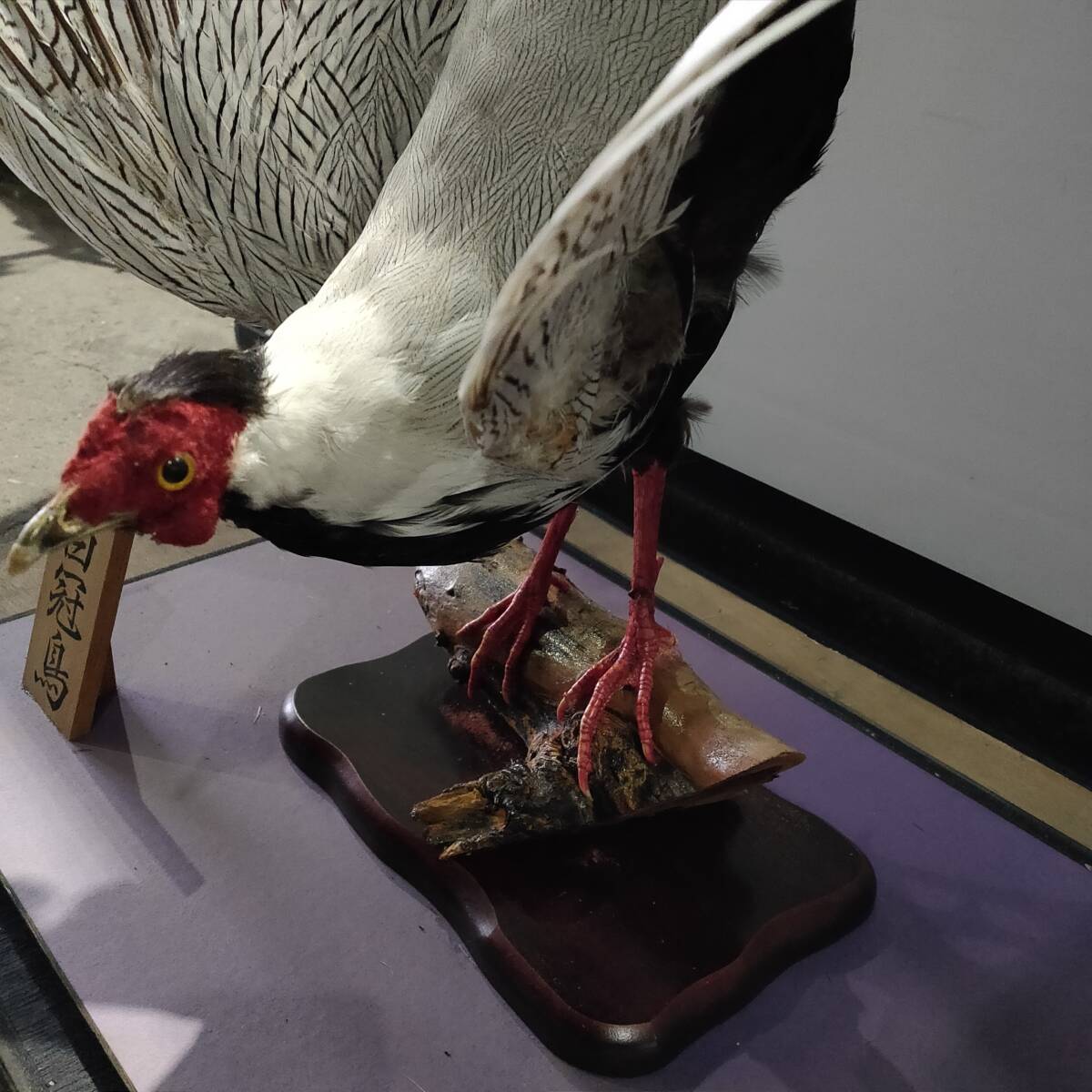 ○引取限定(大阪府堺市) 白冠鳥 剥製 ガラスケース付 置物 ○引取限定(大阪府堺市) 白冠鳥 剥製 ガラスケース付 置物