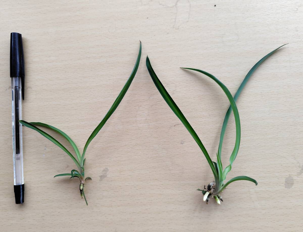 オリヅルラン　子株3本　発根ずみ　☆無農(nóng)薬