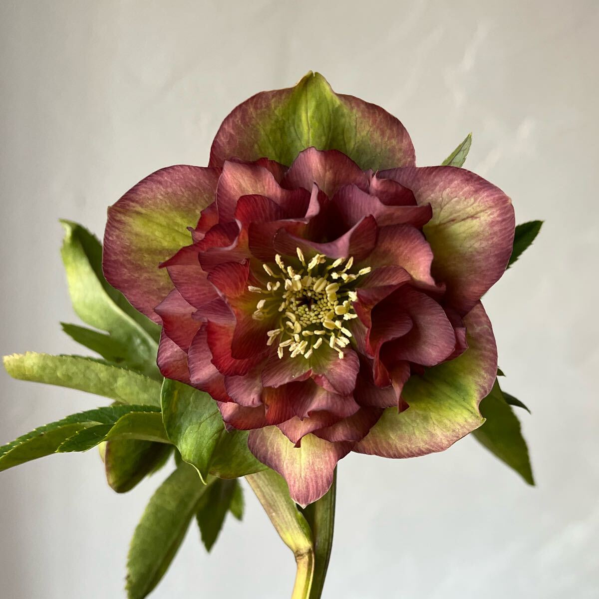 クリスマスローズ開花苗DDバイカラー(苗)|売買された クリスマスローズ開花苗DDバイカラー(苗)|売買された