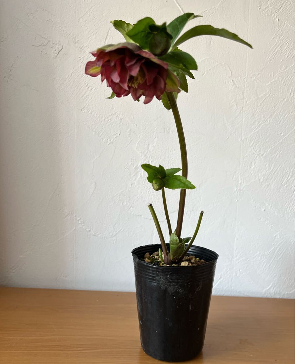 クリスマスローズ開花苗DDバイカラー(苗)|売買された クリスマスローズ開花苗DDバイカラー(苗)|売買された