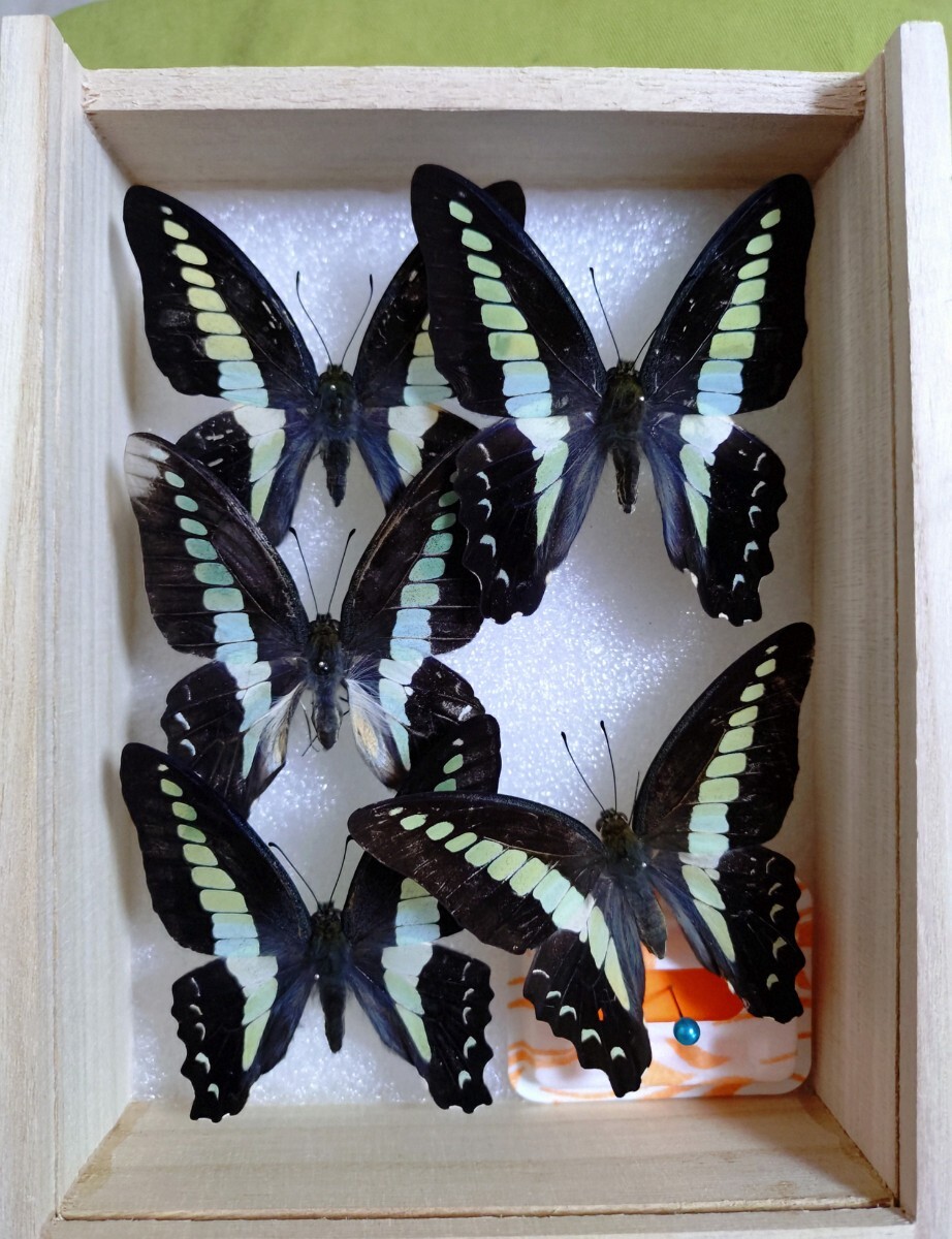 アゲハ蝶 桐箱標本 18体セット アゲハ蝶 桐箱標本 18体セット 昆虫類 蝶 標本 3箱セット□