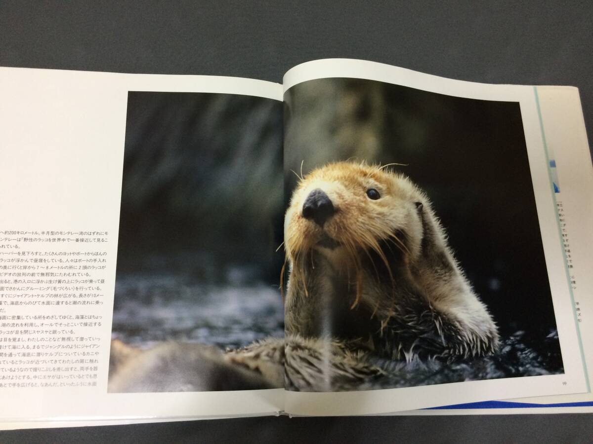 即決50円！「マーメイド・ドリーム」 海に帰った動物たち　写真・文＝中村庸夫★送230円（ゆうパケット）海洋生物写真集　クジラ イルカ_画像5