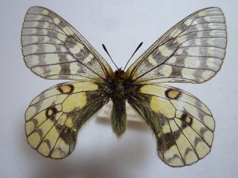 ☆ウスバキチョウ♂(Parnassius eversmanni daisetsuzanus ☆ウスバキチョウ♂(Parnassius eversmanni daisetsuzanus