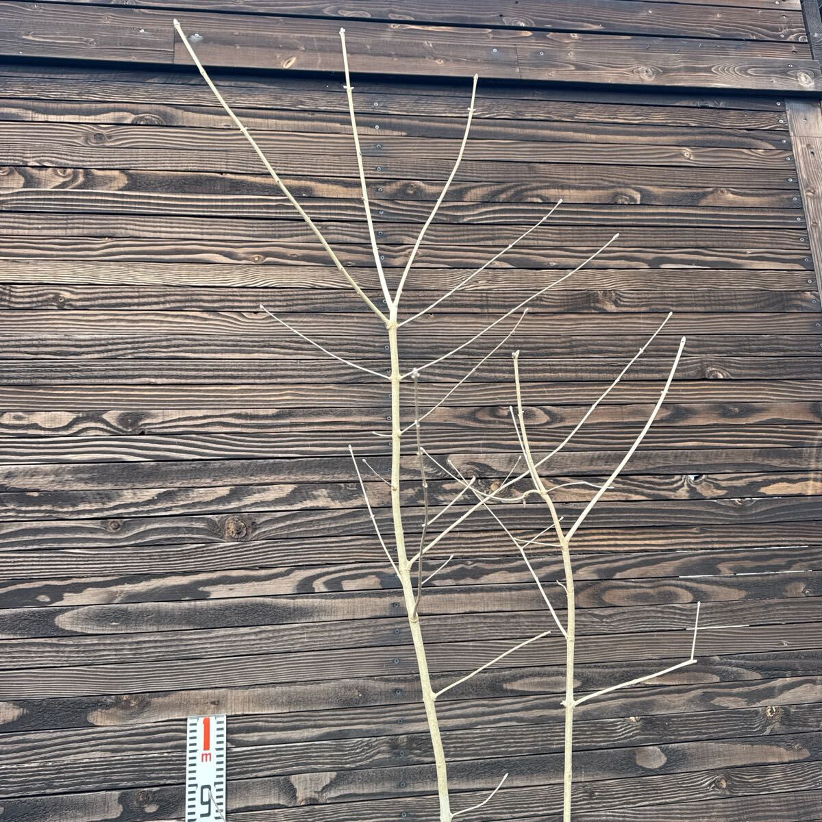 自生山採り/アオダモ/大株【現品発送】管理70091(植木、庭木